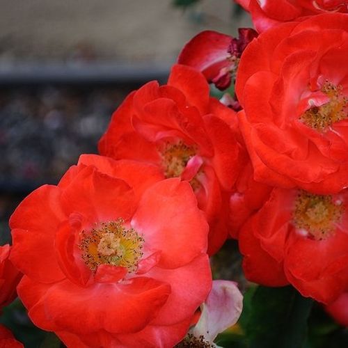 Rosa Orange Sensation ® - arancione - Rose per aiuole (Polyanthe – Floribunde) - Rosa ad alberello0